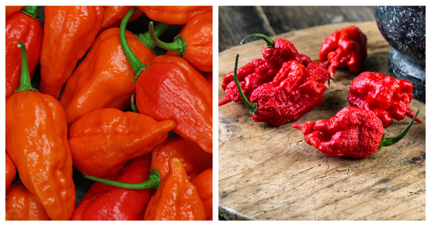 ghost peppers vs carolina reaper