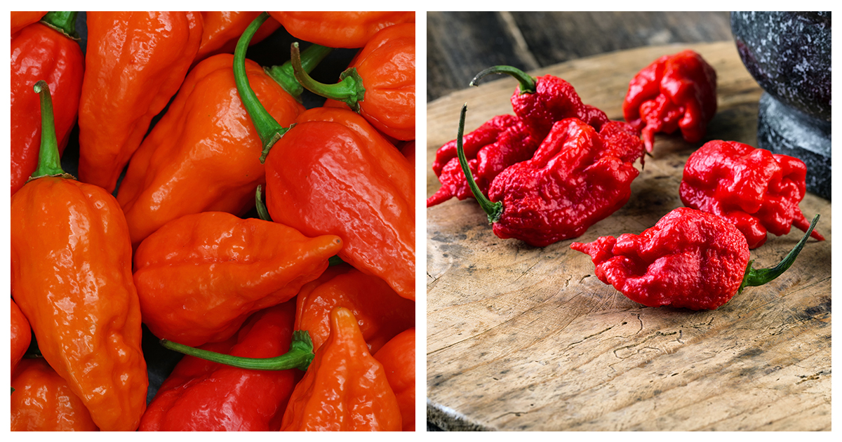 Ghost Peppers VS Carolina Reaper How Are They Different? HolisticWow