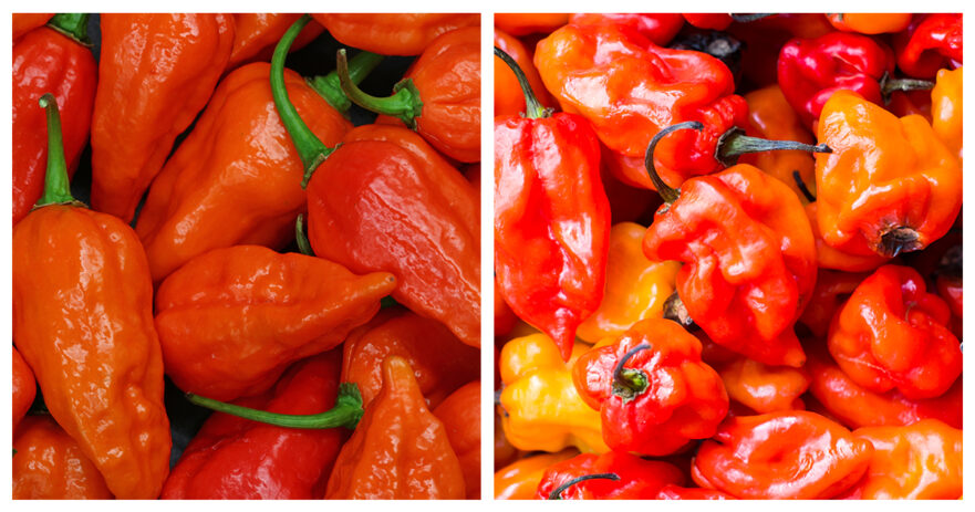 ghost pepper vs habanero