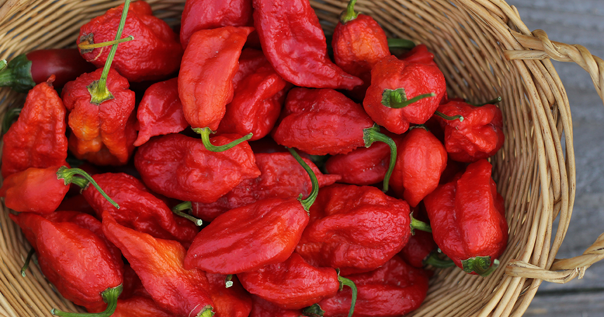 Ghost peppers