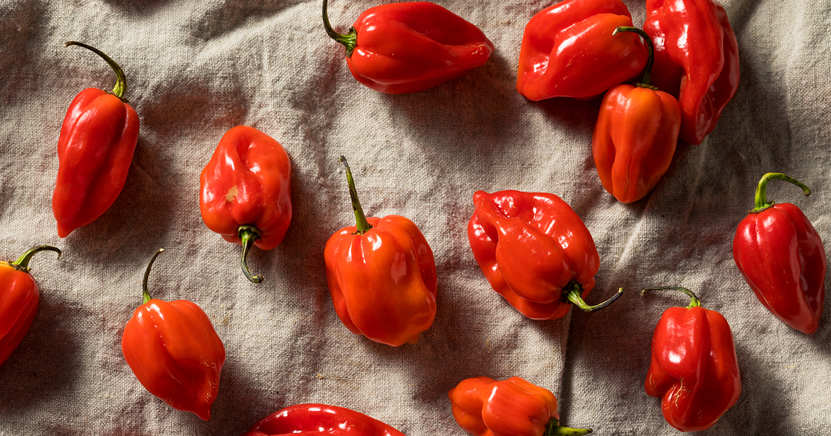 habanero peppers