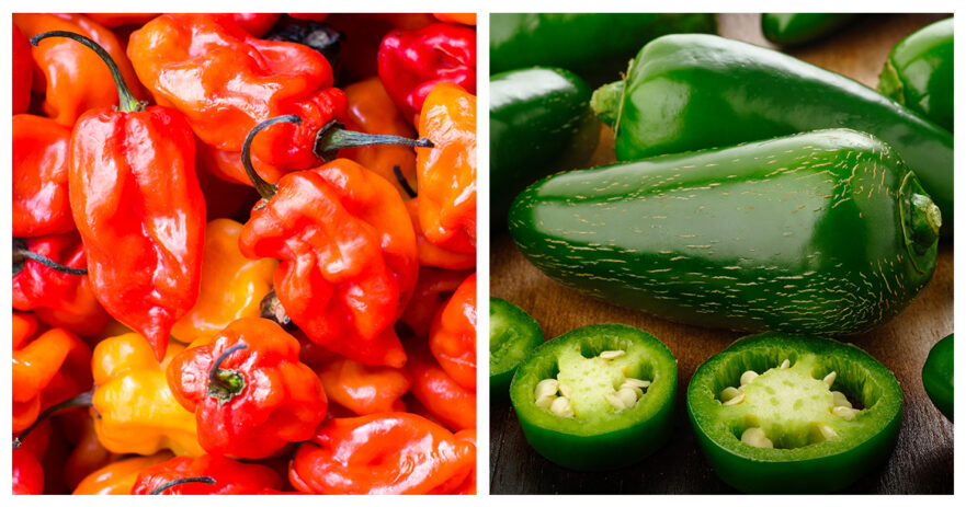 habanero vs jalapeno pepper