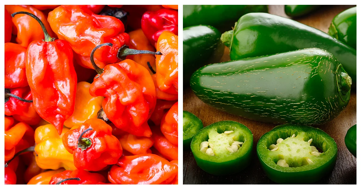 Habanero VS Jalapeño How Are They Different?