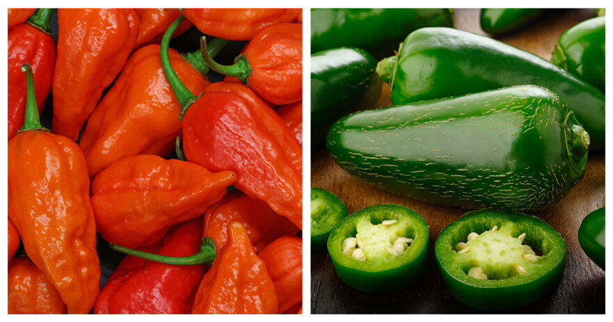 jalapeño vs ghost pepper