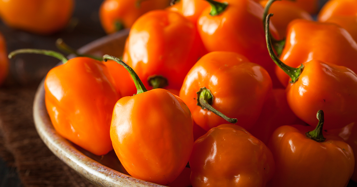 Orange Habanero