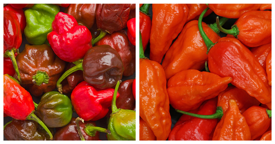 Scorpion pepper vs ghost pepper