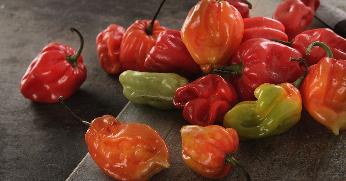 Scotch bonnet