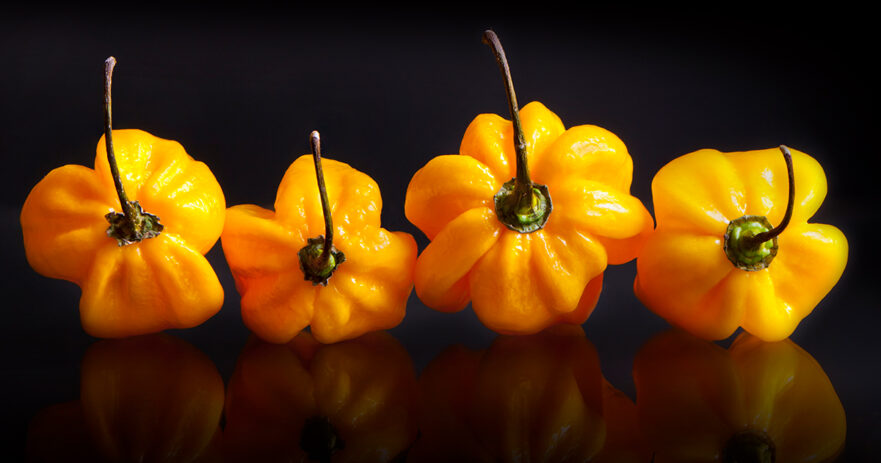 Yellow Habanero