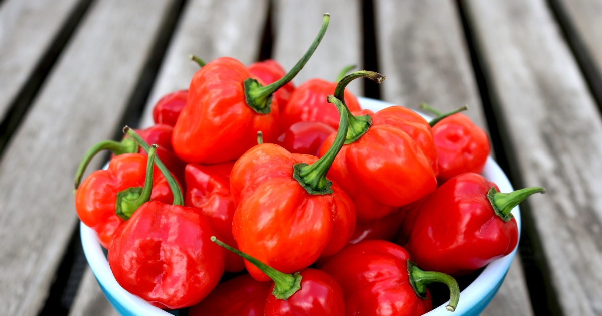 Featured image for “Habanero Pepper – All about Heat, Flavor, Uses, Substitutes”