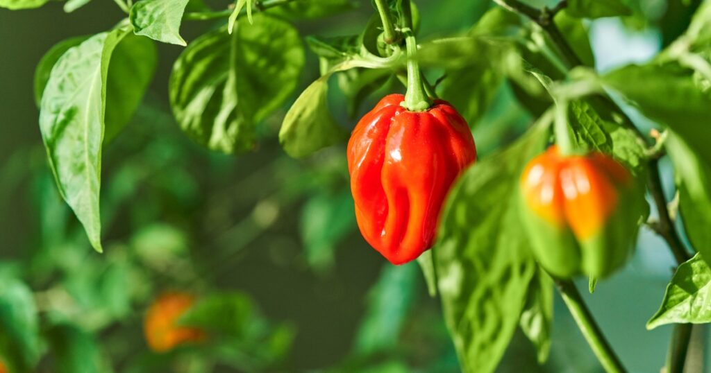 when to pick habanero