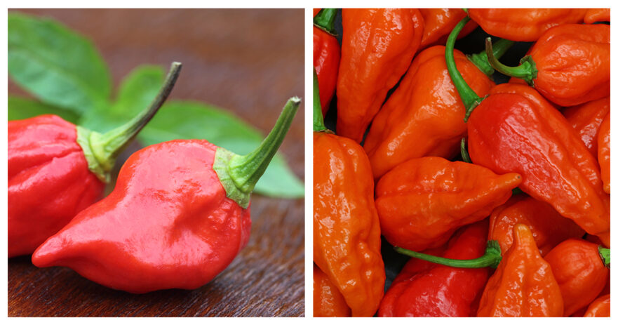 naga viper vs ghost pepper