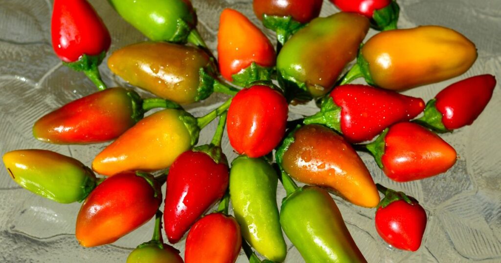Origin of fresno pepper