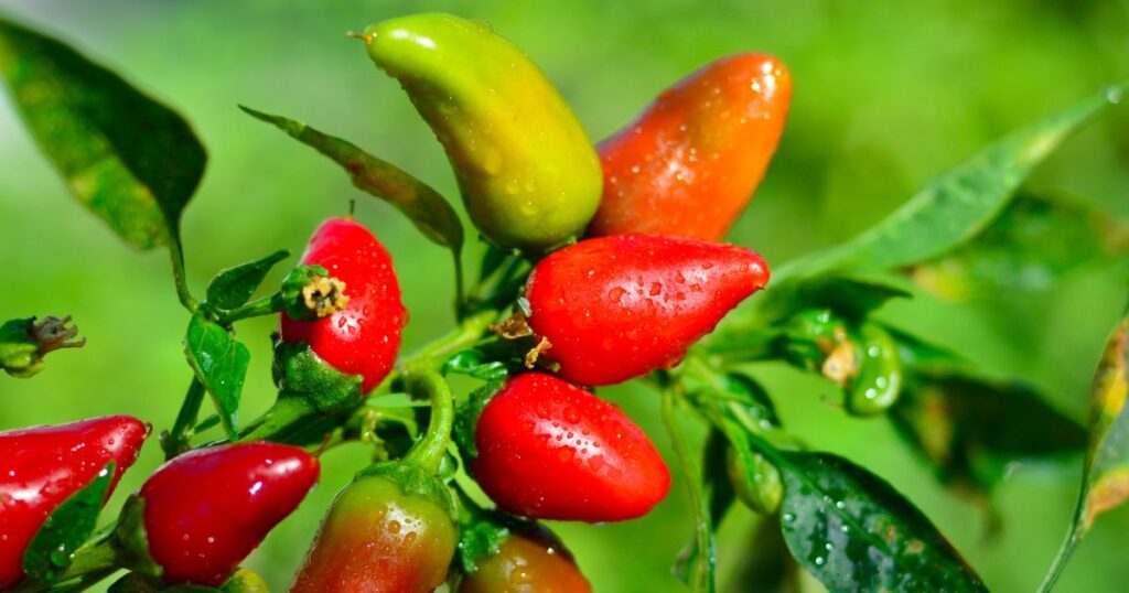 Fresno pepper gardening