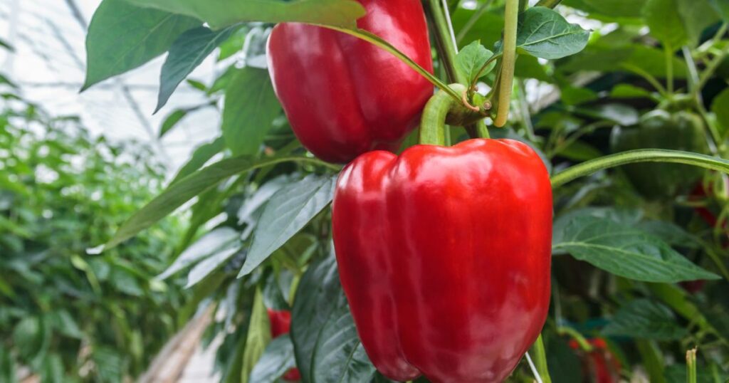 How to grow bell pepper