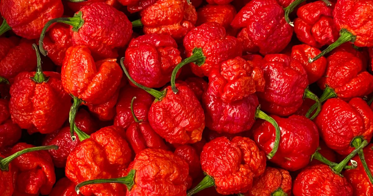 Featured image for “Carolina Reaper – All about Heat, Flavor, Uses, Substitutes”
