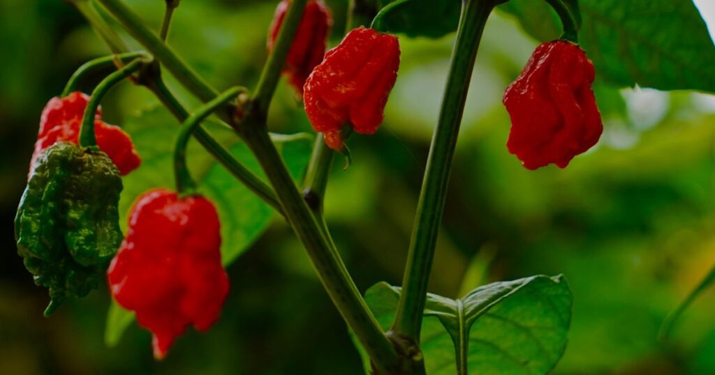 When to pick Carolina Reaper