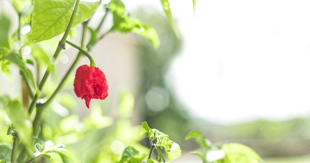 Health benefits of Carolina Reaper