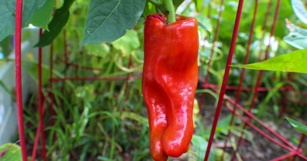 Growing and gardening of cubanelle pepper