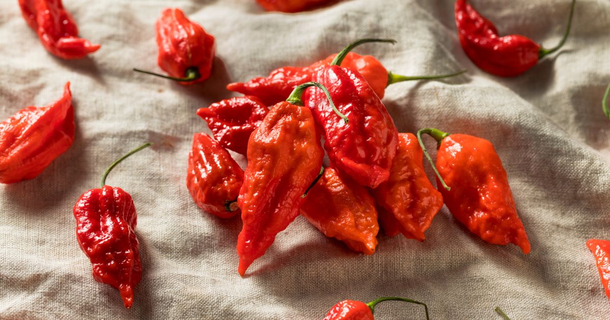 Featured image for “Ghost Pepper – All about Heat, Flavor, Uses, Substitutes”