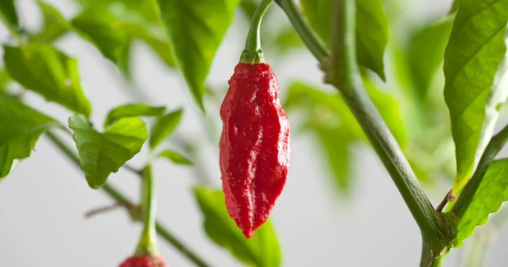 Uses for ghost pepper