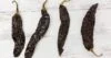 Pasilla pepper - All about Heat, Flavor, Uses, Substitutes | HolisticWow