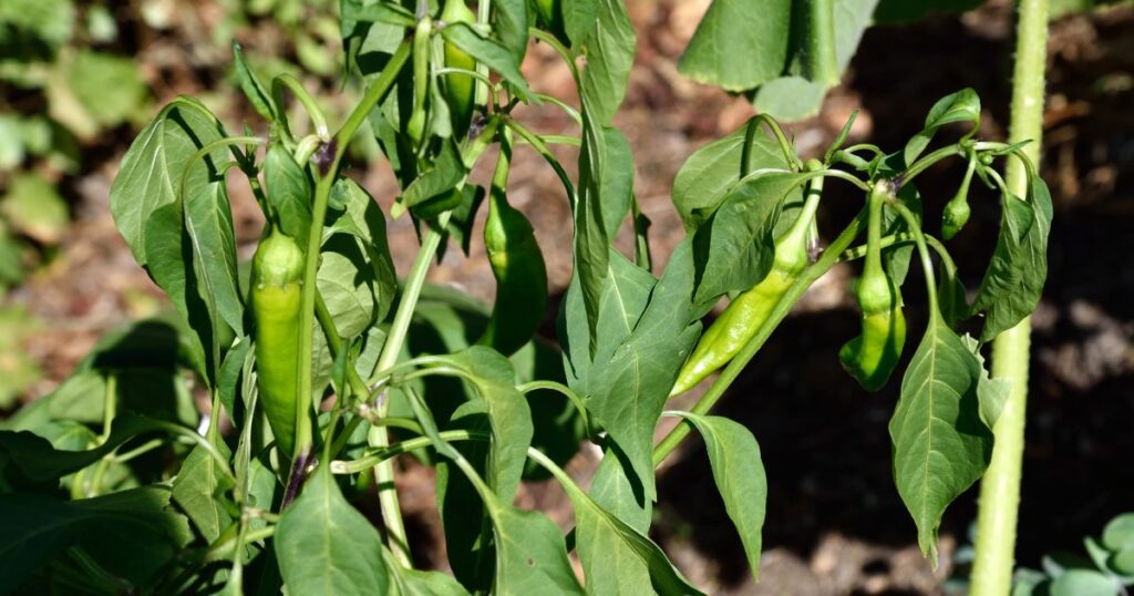 Gardening of Sport pepper