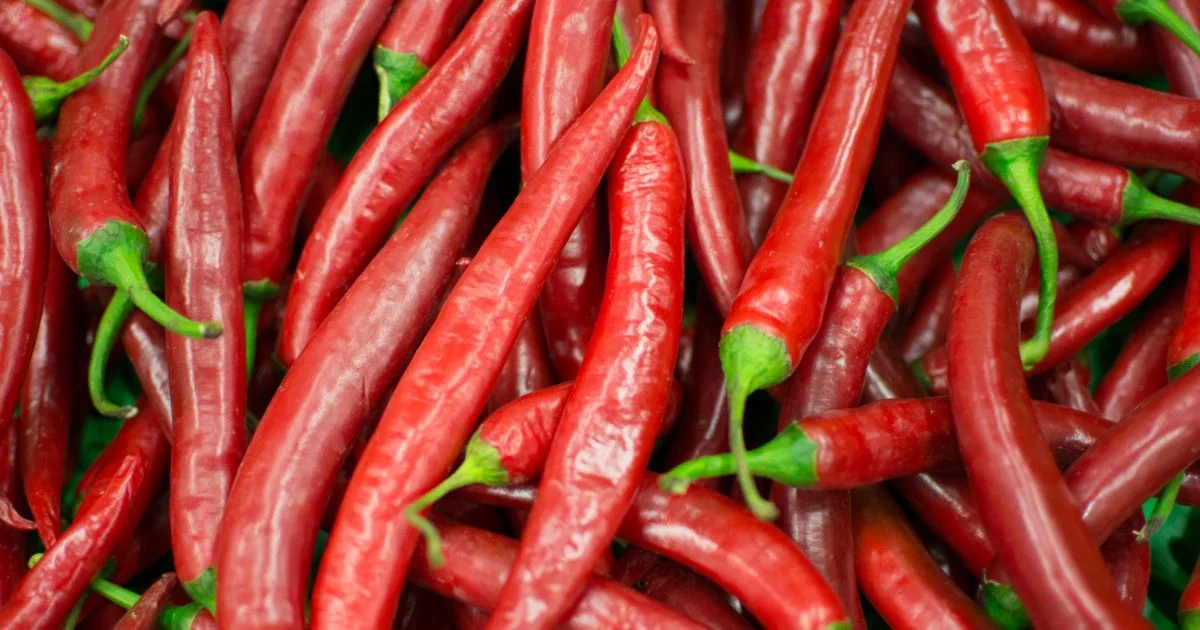 Featured image for “Tabasco pepper – All about Heat, Flavor, Uses, Substitutes”