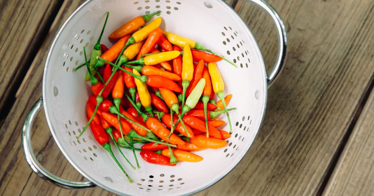 Tabasco pepper - All about Heat, Flavor, Uses, Substitutes | HolisticWow