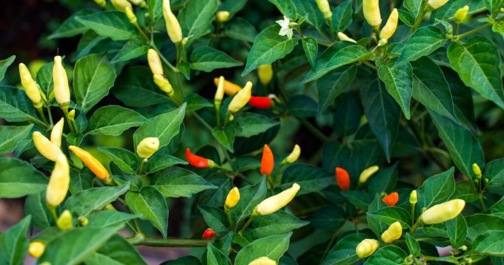 Growing and gardening of tabasco pepper