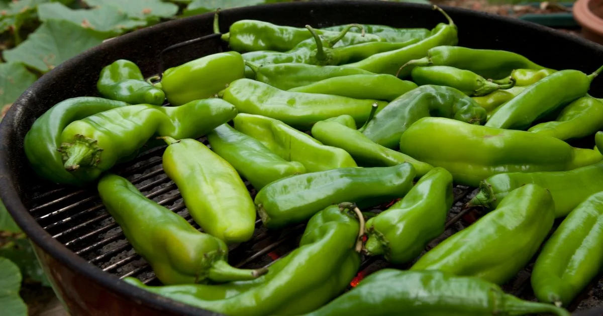 Hatch chili pepper All about Heat, Flavor, Uses, Substitutes 🌶️