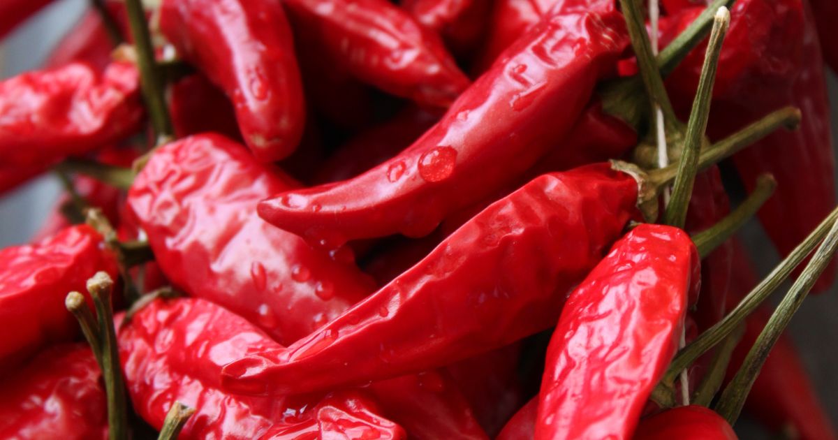 Featured image for “Calabrian pepper – All about Heat, Flavor, Uses, Substitutes”