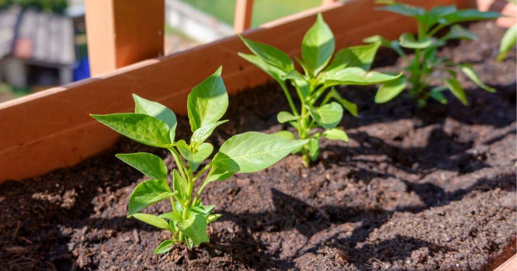 How to grow Calabrian pepper