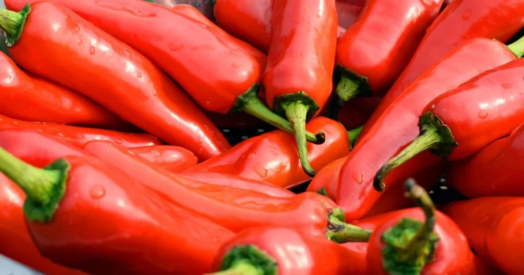 Fish pepper โ All about Heat, Flavor, Uses, Substitutes ๐ถ๏ธ