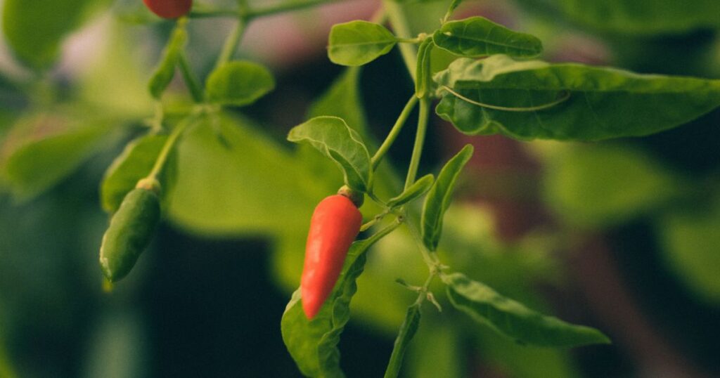 Growing fish pepper