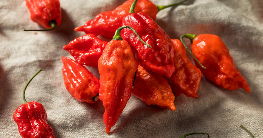 Ghost pepper eating and effects on body