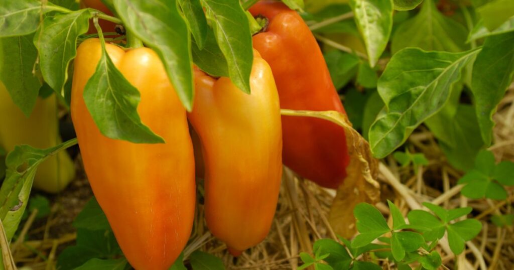 How to grow gypsy pepper