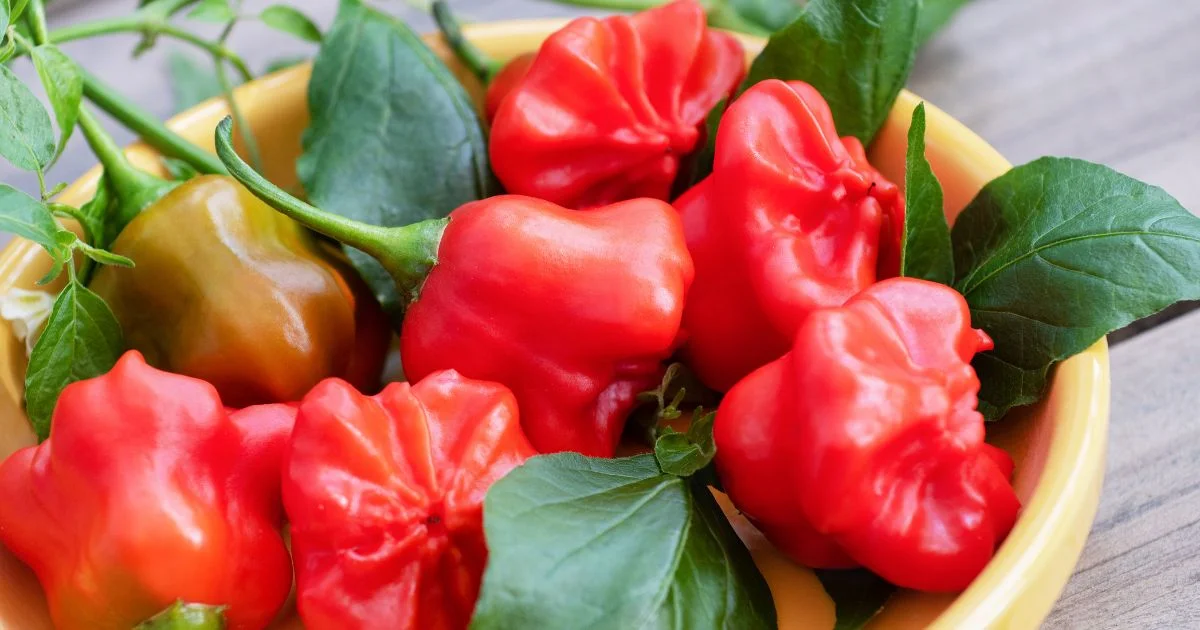 Featured image for “Mad Hatter Pepper – All about Heat, Flavor, Uses, Substitutes”