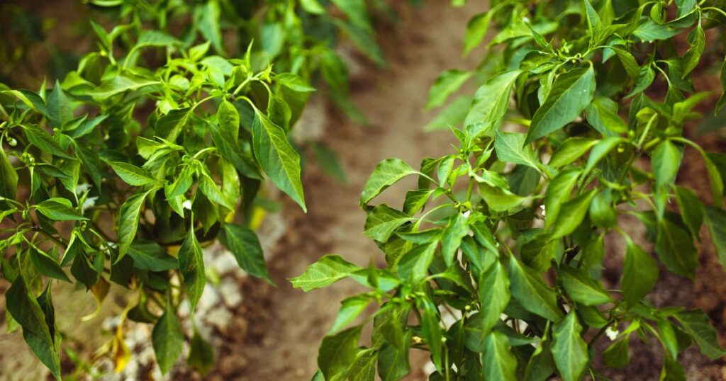 Growing of mad hatter pepper