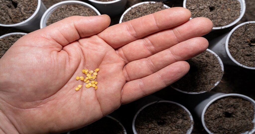 Health benefits of mad hatter pepper