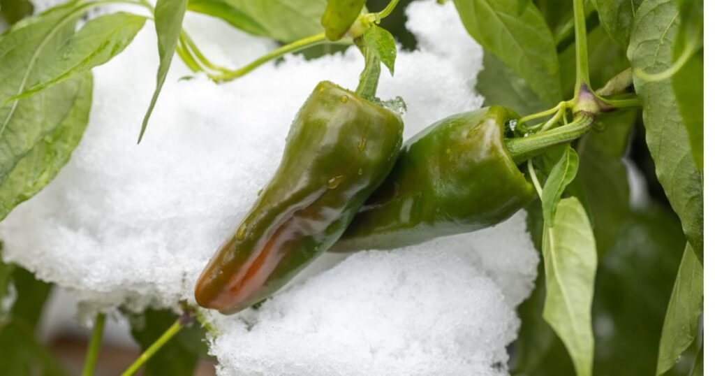 How to grow padrón pepper
