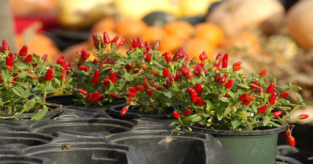 Growing of Pequin pepper