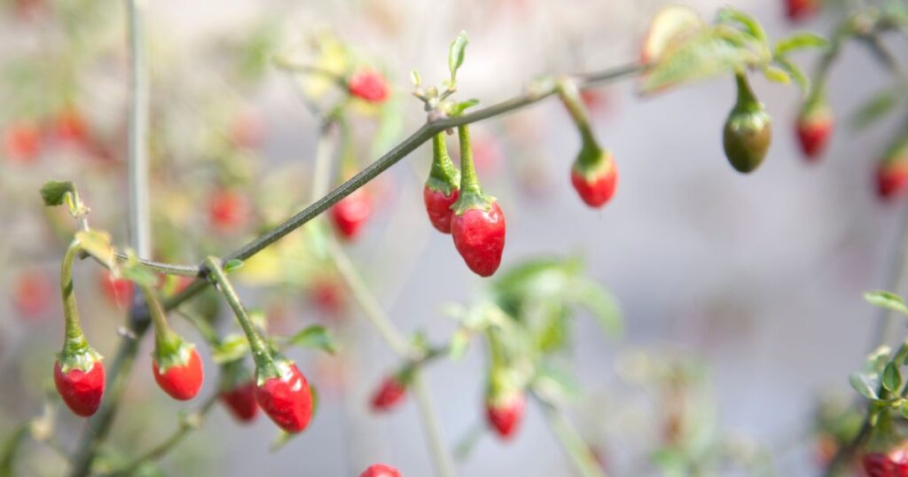 Health benefits of Pequin pepper