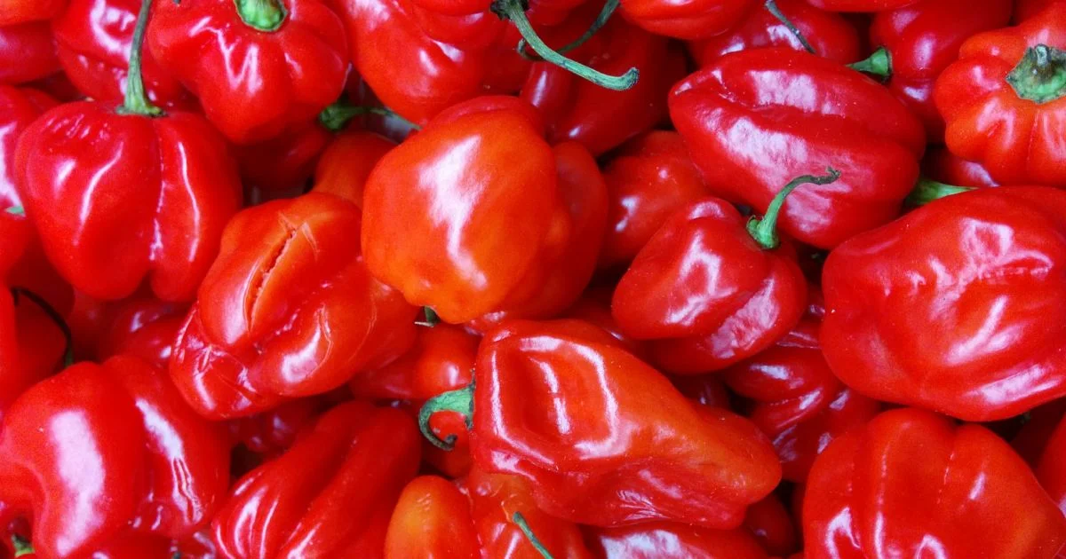 Featured image for “Scotch Bonnet Pepper – All about Heat, Flavor, Uses, Substitutes”