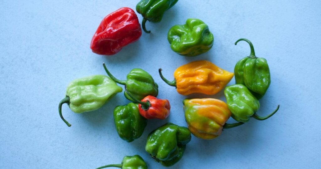 Origin of Scotch Bonnet pepper