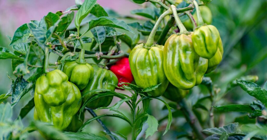 How to grow Scotch Bonnet pepper