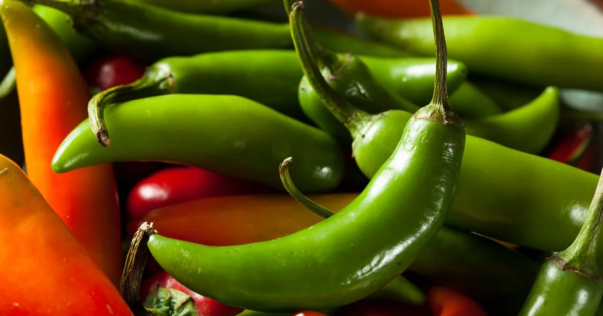 Featured image for “Serrano pepper – All about Heat, Flavor, Uses, Substitutes”