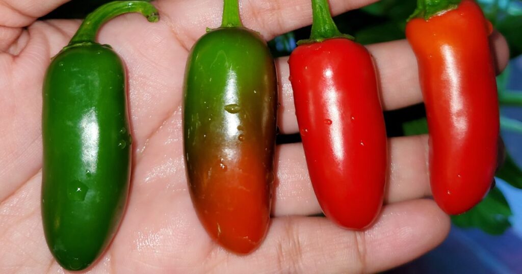 Growing of serrano pepper
