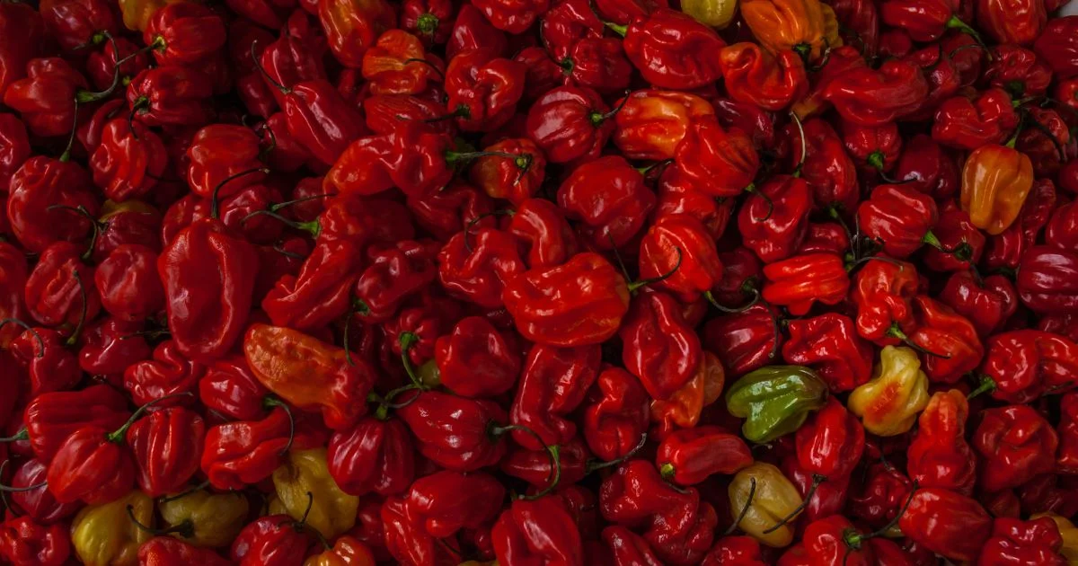 Featured image for “Trinidad Moruga Scorpion pepper – All about Heat, Flavor, Uses, Substitutes”
