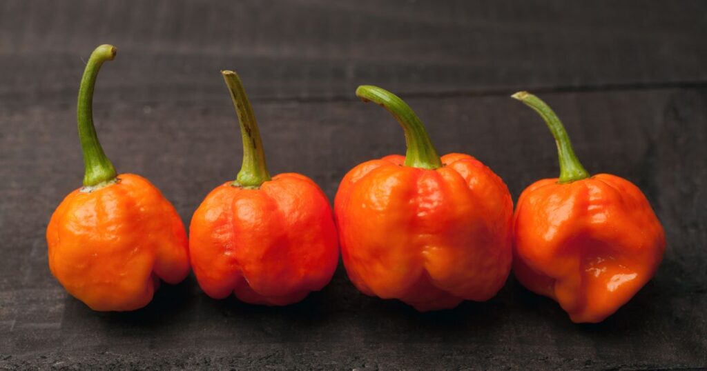 Origin of Trinidad Moruga Scorpion pepper