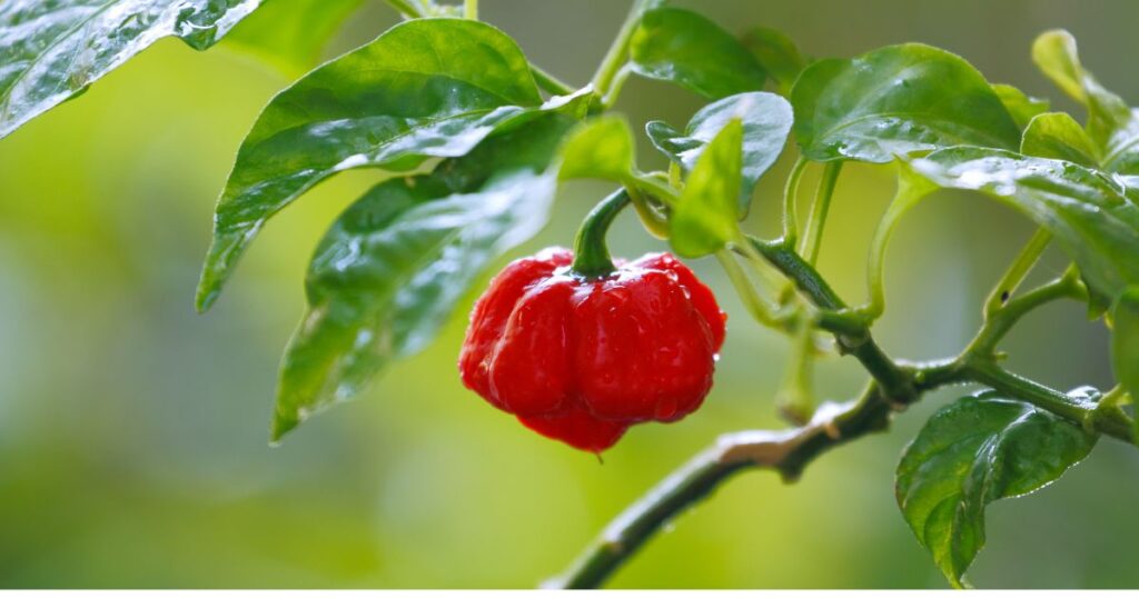 How to grow Trinidad Moruga Scorpion pepper